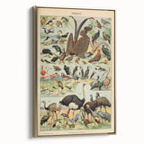 Vintage Animal Art: Exotic Birds & Waterfowl Illustration Print