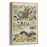 Vintage Animal Art: Exotic Birds & Waterfowl Illustration Print