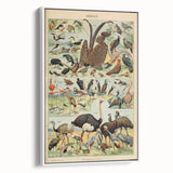 Vintage Animal Art: Exotic Birds & Waterfowl Illustration Print