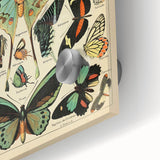 Vintage Animal Art: Exotic Butterflies & Moths Illustration Print