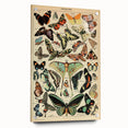 Vintage Animal Art: Exotic Butterflies & Moths Illustration Print