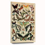 Vintage Animal Art: Exotic Butterflies & Moths Illustration Print