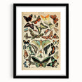 Vintage Animal Art: Exotic Butterflies & Moths Illustration Print