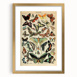 Vintage Animal Art: Exotic Butterflies & Moths Illustration Print