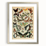 Vintage Animal Art: Exotic Butterflies & Moths Illustration Print