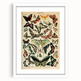 Vintage Animal Art: Exotic Butterflies & Moths Illustration Print