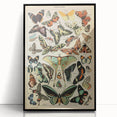 Vintage Animal Art: Exotic Butterflies & Moths Illustration Print