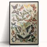 Vintage Animal Art: Exotic Butterflies & Moths Illustration Print