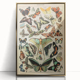 Vintage Animal Art: Exotic Butterflies & Moths Illustration Print