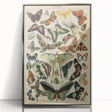 Vintage Animal Art: Exotic Butterflies & Moths Illustration Print