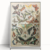 Vintage Animal Art: Exotic Butterflies & Moths Illustration Print