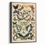 Vintage Animal Art: Exotic Butterflies & Moths Illustration Print