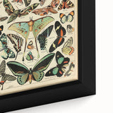 Vintage Animal Art: Exotic Butterflies & Moths Illustration Print