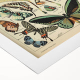 Vintage Animal Art: Exotic Butterflies & Moths Illustration Print