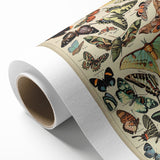 Vintage Animal Art: Exotic Butterflies & Moths Illustration Print