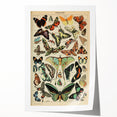 Vintage Animal Art: Exotic Butterflies & Moths Illustration Print