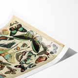 Vintage Animal Art: Exotic Butterflies & Moths Illustration Print