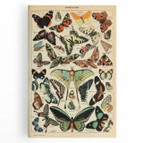 Vintage Animal Art: Exotic Butterflies & Moths Illustration Print