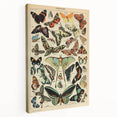 Vintage Animal Art: Exotic Butterflies & Moths Illustration Print