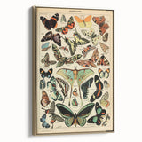 Vintage Animal Art: Exotic Butterflies & Moths Illustration Print