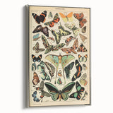 Vintage Animal Art: Exotic Butterflies & Moths Illustration Print