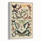 Vintage Animal Art: Exotic Butterflies & Moths Illustration Print