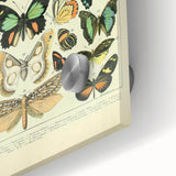 Vintage Animal Art: Exotic Butterflies & Moths Illustration Butterfly Artwork
