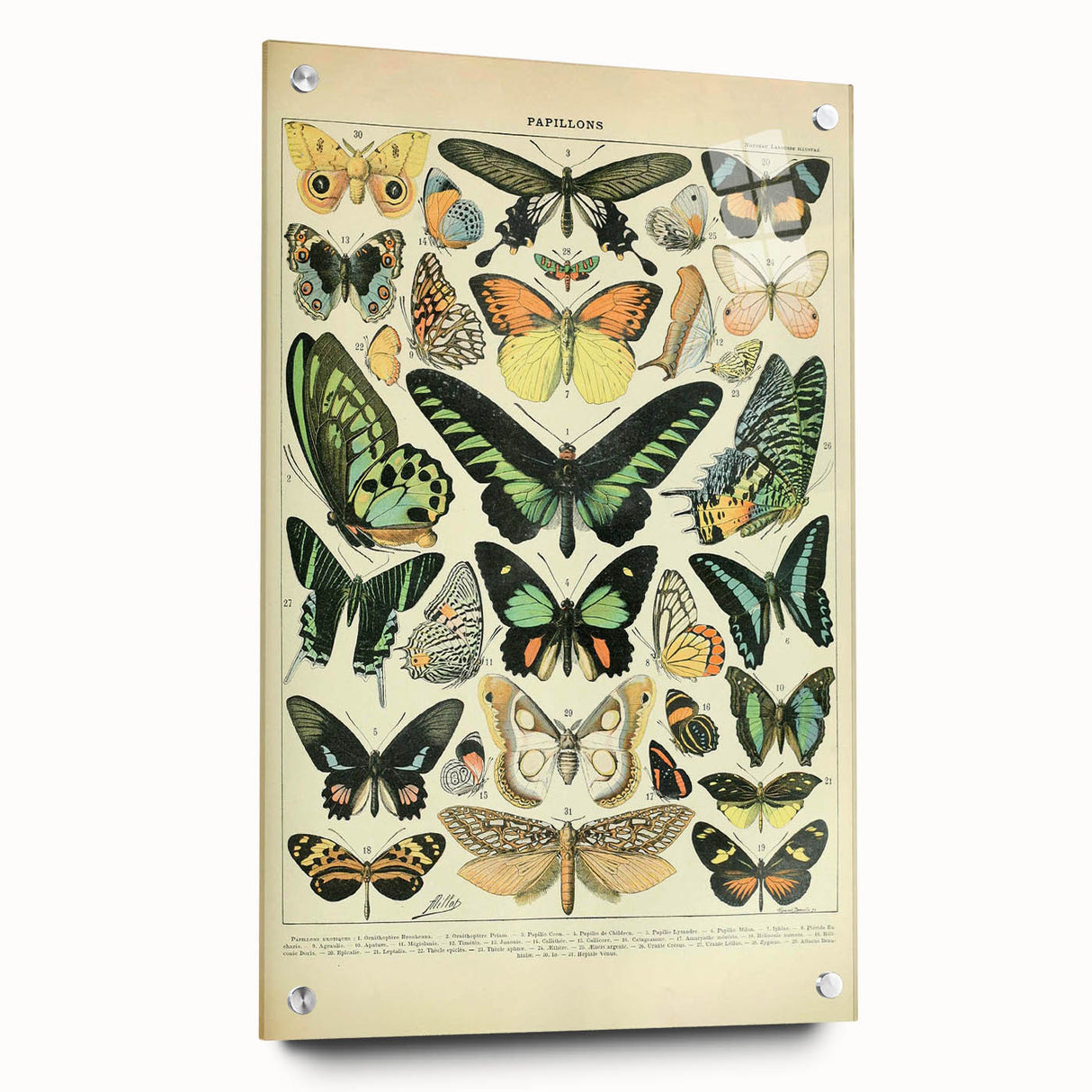 Vintage Animal Art: Exotic Butterflies & Moths Illustration Butterfly Artwork
