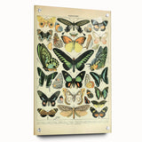Vintage Animal Art: Exotic Butterflies & Moths Illustration Butterfly Artwork