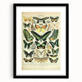 Vintage Animal Art: Exotic Butterflies & Moths Illustration Butterfly Artwork