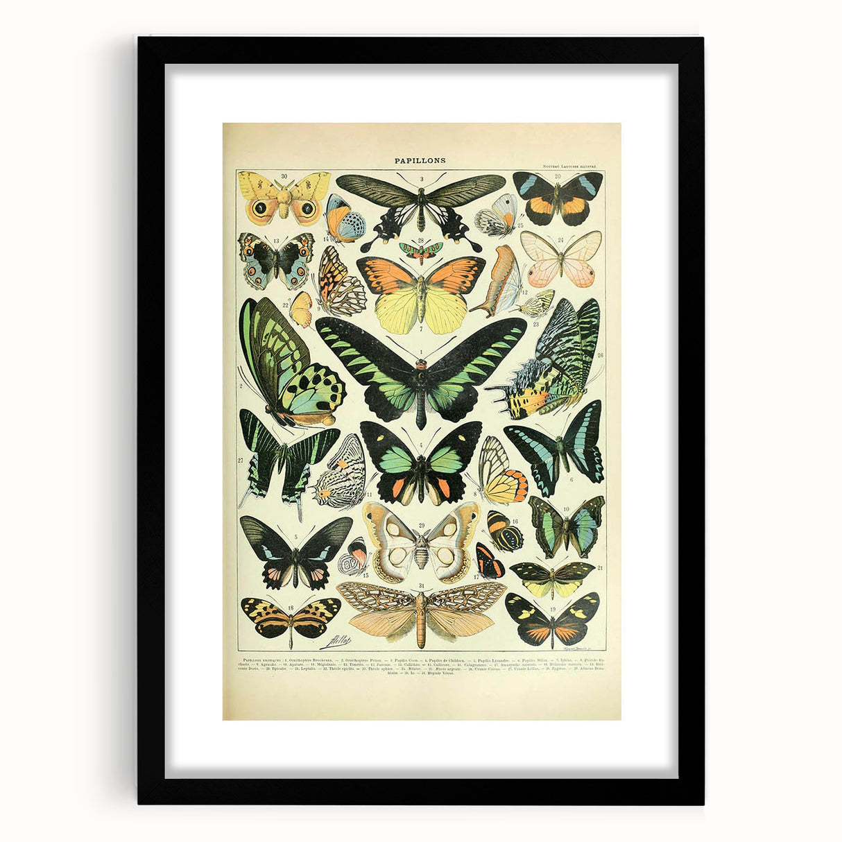 Vintage Animal Art: Exotic Butterflies & Moths Illustration Butterfly Artwork