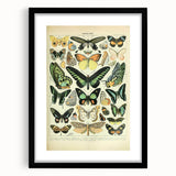 Vintage Animal Art: Exotic Butterflies & Moths Illustration Butterfly Artwork