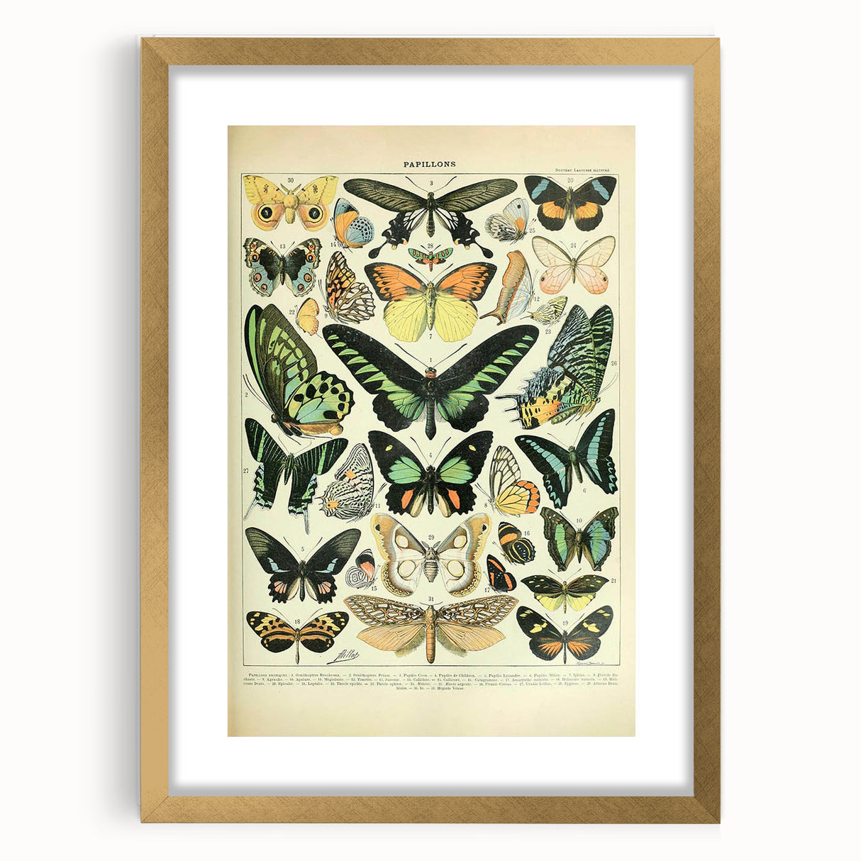 Vintage Animal Art: Exotic Butterflies & Moths Illustration Butterfly Artwork