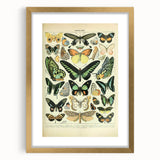 Vintage Animal Art: Exotic Butterflies & Moths Illustration Butterfly Artwork
