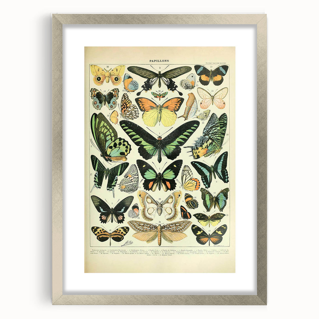 Vintage Animal Art: Exotic Butterflies & Moths Illustration Butterfly Artwork