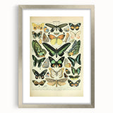 Vintage Animal Art: Exotic Butterflies & Moths Illustration Butterfly Artwork