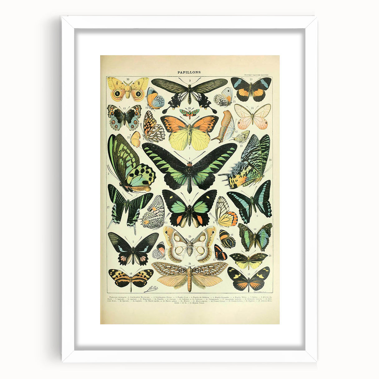 Vintage Animal Art: Exotic Butterflies & Moths Illustration Butterfly Artwork