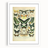 Vintage Animal Art: Exotic Butterflies & Moths Illustration Butterfly Artwork