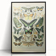 Vintage Animal Art: Exotic Butterflies & Moths Illustration Butterfly Artwork
