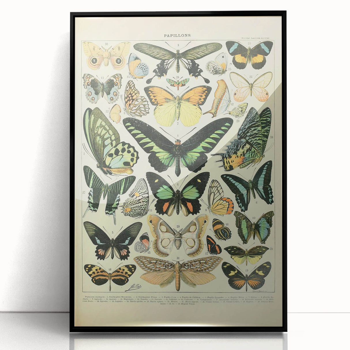 Vintage Animal Art: Exotic Butterflies & Moths Illustration Butterfly Artwork
