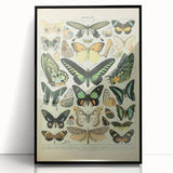 Vintage Animal Art: Exotic Butterflies & Moths Illustration Butterfly Artwork