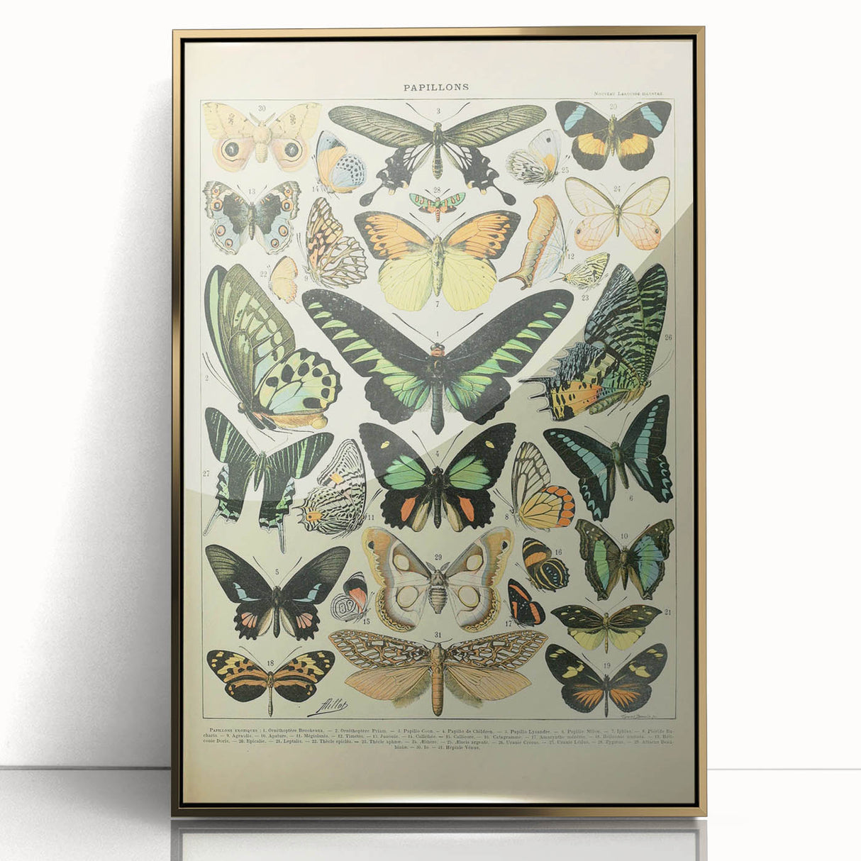 Vintage Animal Art: Exotic Butterflies & Moths Illustration Butterfly Artwork