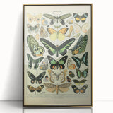 Vintage Animal Art: Exotic Butterflies & Moths Illustration Butterfly Artwork