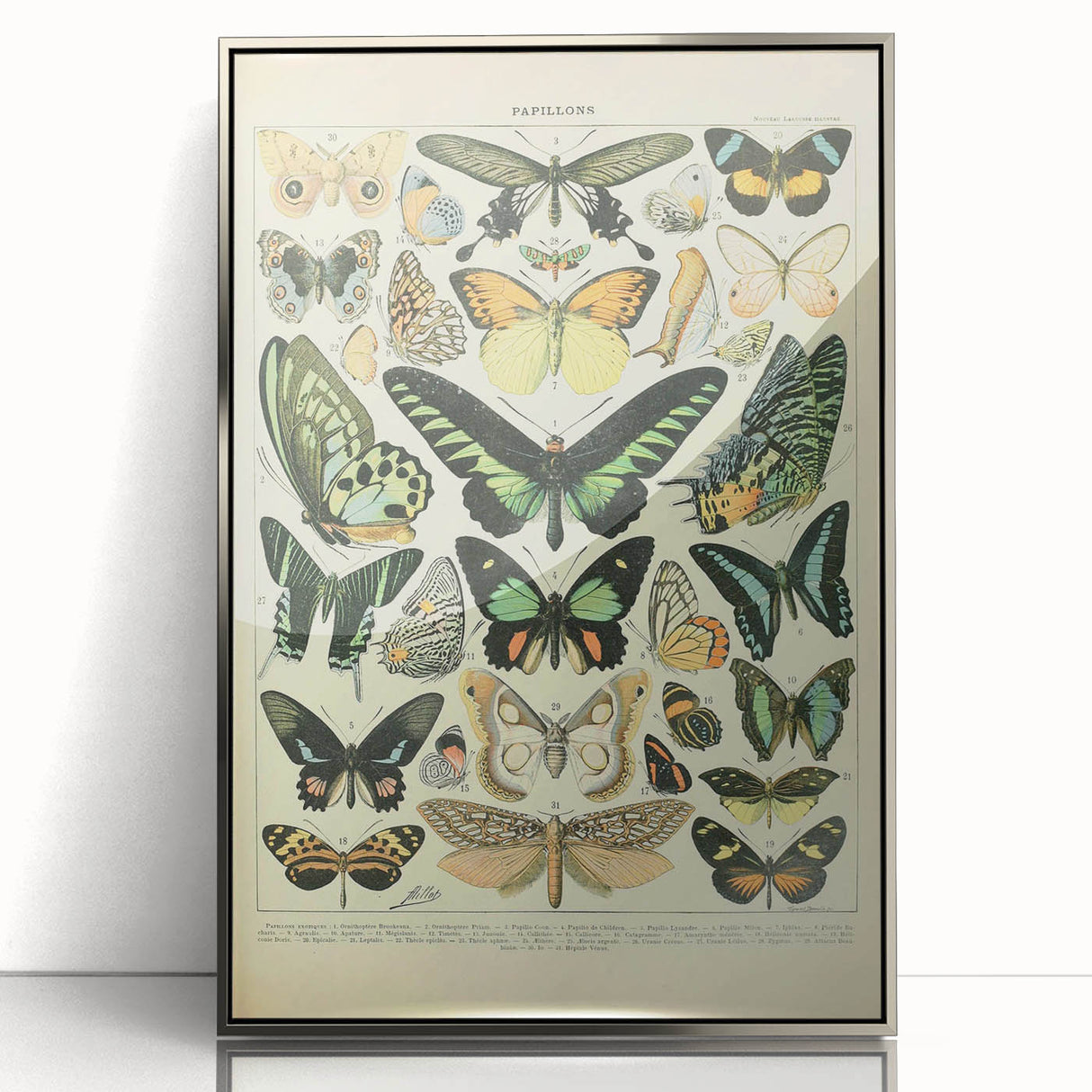 Vintage Animal Art: Exotic Butterflies & Moths Illustration Butterfly Artwork