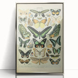 Vintage Animal Art: Exotic Butterflies & Moths Illustration Butterfly Artwork