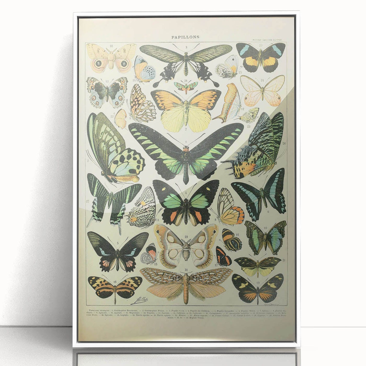 Vintage Animal Art: Exotic Butterflies & Moths Illustration Butterfly Artwork