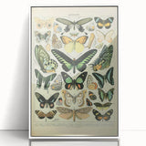 Vintage Animal Art: Exotic Butterflies & Moths Illustration Butterfly Artwork