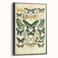 Vintage Animal Art: Exotic Butterflies & Moths Illustration Butterfly Artwork