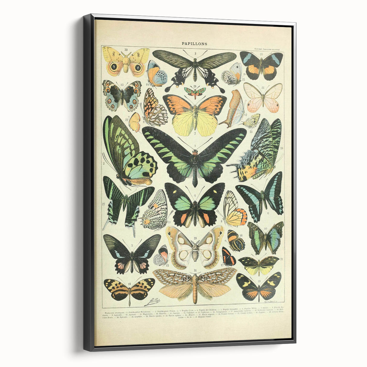 Vintage Animal Art: Exotic Butterflies & Moths Illustration Butterfly Artwork