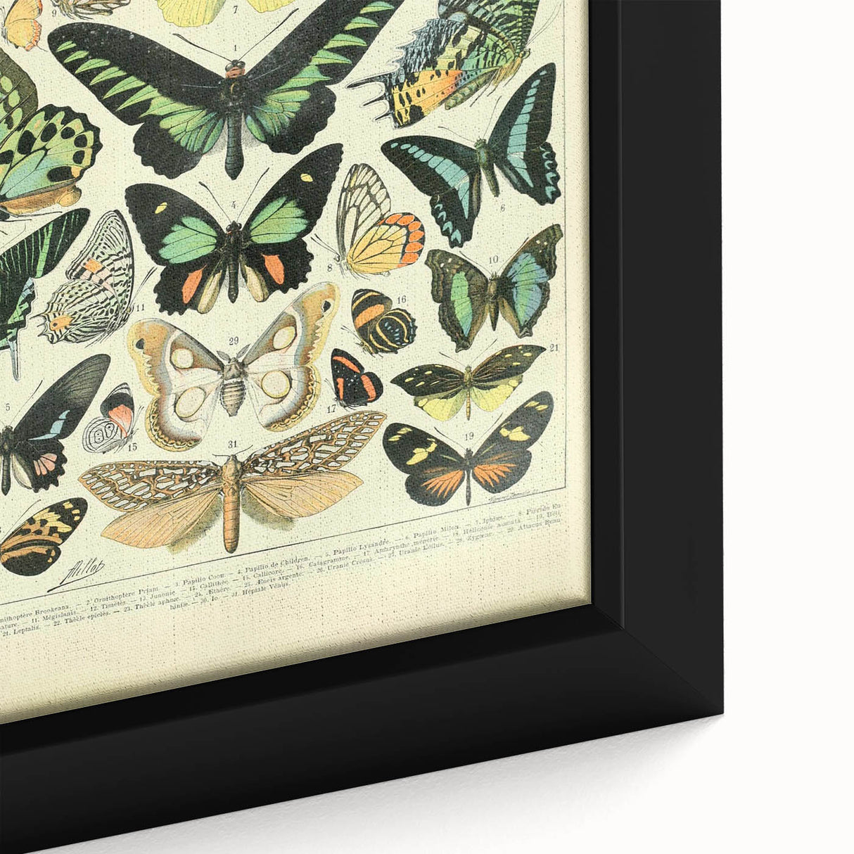 Vintage Animal Art: Exotic Butterflies & Moths Illustration Butterfly Artwork